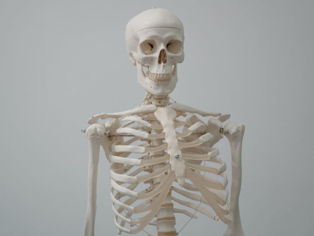 an anatomical model of a skeleton